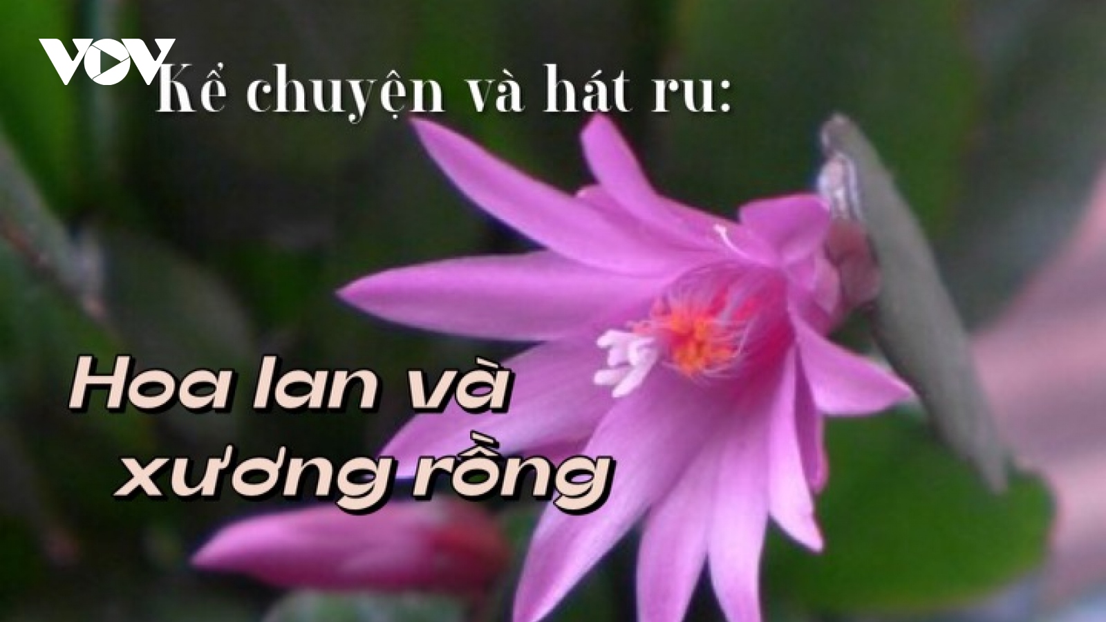 Hoa lan kiêu ngạo trong truyện "Hoa lan và xương rồng"